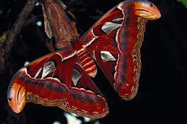 farfalla%20attacus%20atlas.JPG